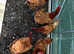 5 point of lay black tail pullets