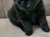 RUSSIAN LINE POMERANIAN PUPPIES