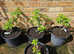 David Austin Wild Edric Shrub Rose X 4 In 15 Litre Pots Repeat Flowering & Fragrant