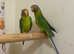 Beautiful young plum headed parrot