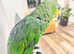 Stunning young Amazon Parrot for sale