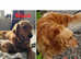 Golden Retriever Puppies - Ready Soon!