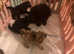 Beautiful toy poodle x chipoo puppies