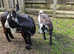 Beautiful pygmy goat with a nanny kid for sale