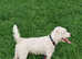 Parson Russel Terrier KC Registered **STUD**