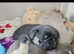 KC Registered Full Pedigree Pug Puppy - 5 Months Old - £2,000 (ONO)