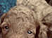 Cockapoo fb1 puppies ready to go in two weeks