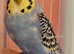 Semi Tame Budgie Looking for Loving New Home