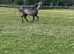 Silver dapple American miniature mare