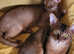 A pair of young cats-Male and Female for Sale