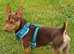 Quality Miniture Lilac and Tan Jack Russell Puppies