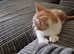 10 week old ginger male kitten