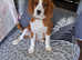 King Charles Cavalier