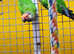Rose Crown conures,17