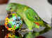 Baby Blue Fronted Tame HandReared Talking Parrot