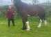 Stunning Registered Shire Horse Gelding