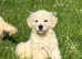 Stunning English Cream KC registered Golden Retriever Puppies