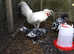 Handsome polish cockerel