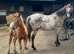 Beautiful appaloosa brood mare and filly foal.