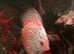 Discus Fish