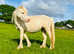Cremello sec A Mare companion pony