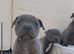 Quality staffordshire bull terrier litter