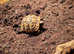Hermans Tortoise