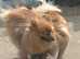 Pomeranian puppies