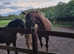 Dartmoor Hilland Pony. Free to 5* Home.