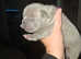 2 french bulldog puppies left new shade  isabella merle boy and blue girl