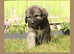 Beautiful Caucasian shepherd x puppies