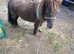 Lovely shetland Gelding
