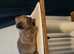 Outstanding quality,  pedigree, registered Burmilla kittens