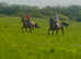 15.2hh 7 year old happy hacker / low level alrounder