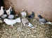 I have mixed colour and mixed birds for sale