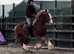 Jaffa 15.1hh chesnut cob gelding