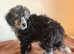 Blue Merle Small Miniature Poodle Puppy