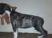 KC whippet pups
