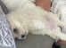 10 week old bichon boy