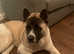 Male Akita