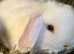 Gorgeous pure Mini Lops