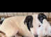 Lurcher deerhound bull Bedlington whippets pups