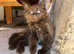 2 stunning kittens