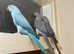 Talking blue baby Indian ringnick parrot