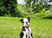Beautiful Boston Terrier Male Puppy Available  Pet Home Only
