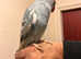 Rare pied blue hand temed baby Indian ringnick