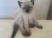3 Birman kittens