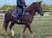 Very flashy 14.2/3 new forest gelding 4yrs old