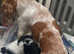 Beautiful cockapoo puppies