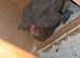 22 chickens for sale and 4 chicken coops runs job lot